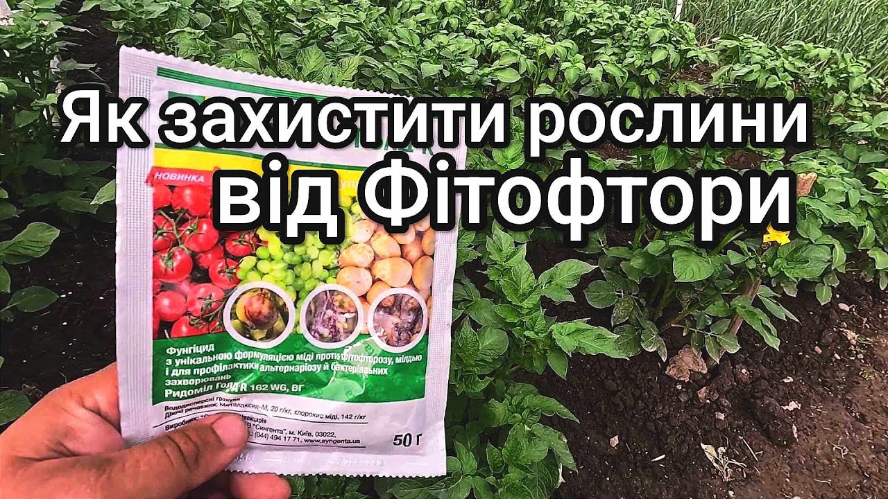 Перевірені препарати від Фітофтори
