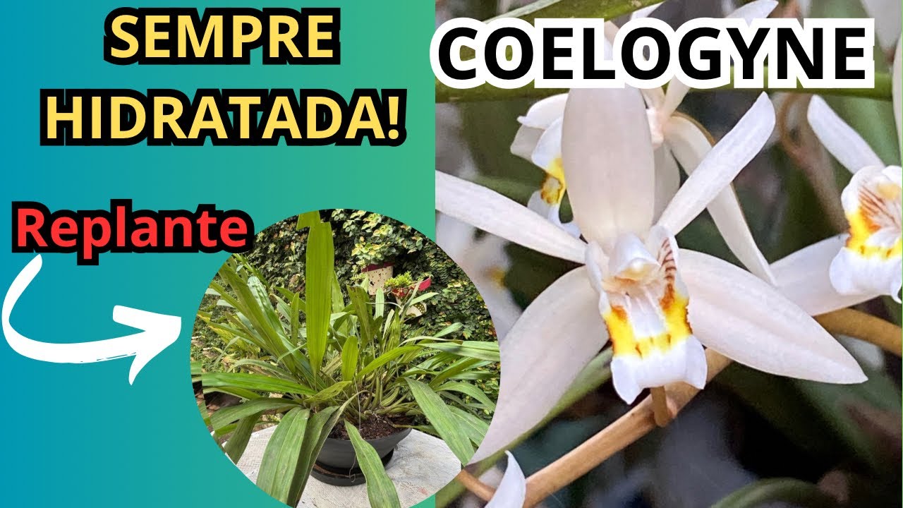 Orquídeas COELOGYNE sempre hidratadas!!! 