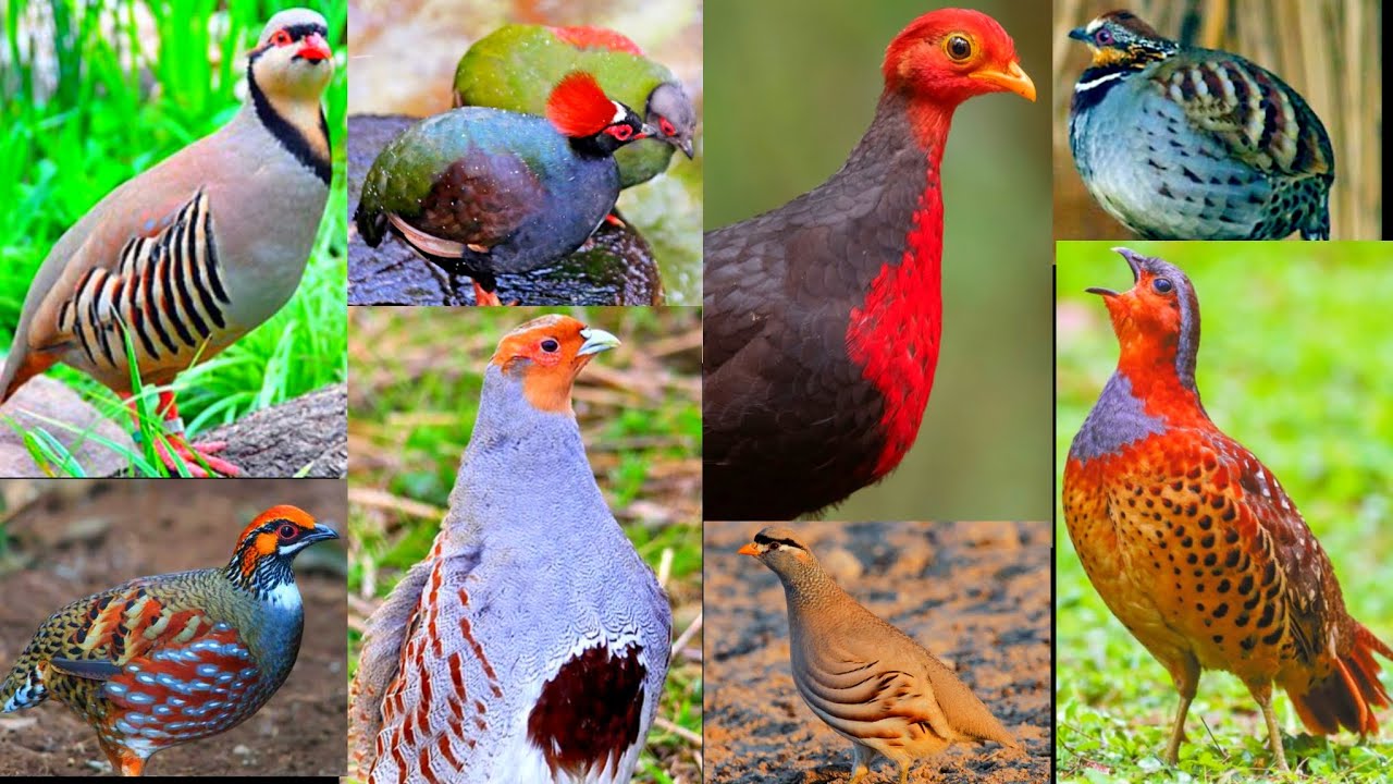 All partridge breeds