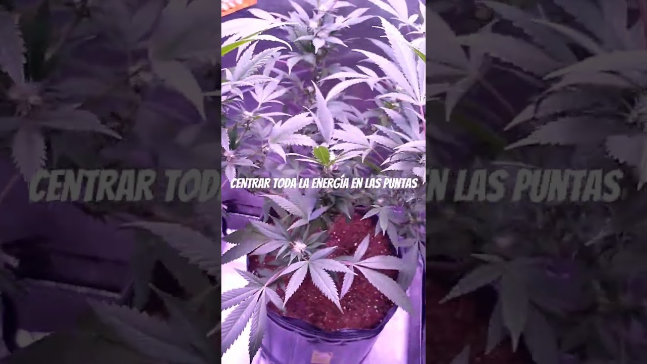 Defoliaci&oacute;n y poda de bajos d&iacute;a 21 de 🌺. Incrementa la producci&oacute;n, calidad, previene hongos y plagas