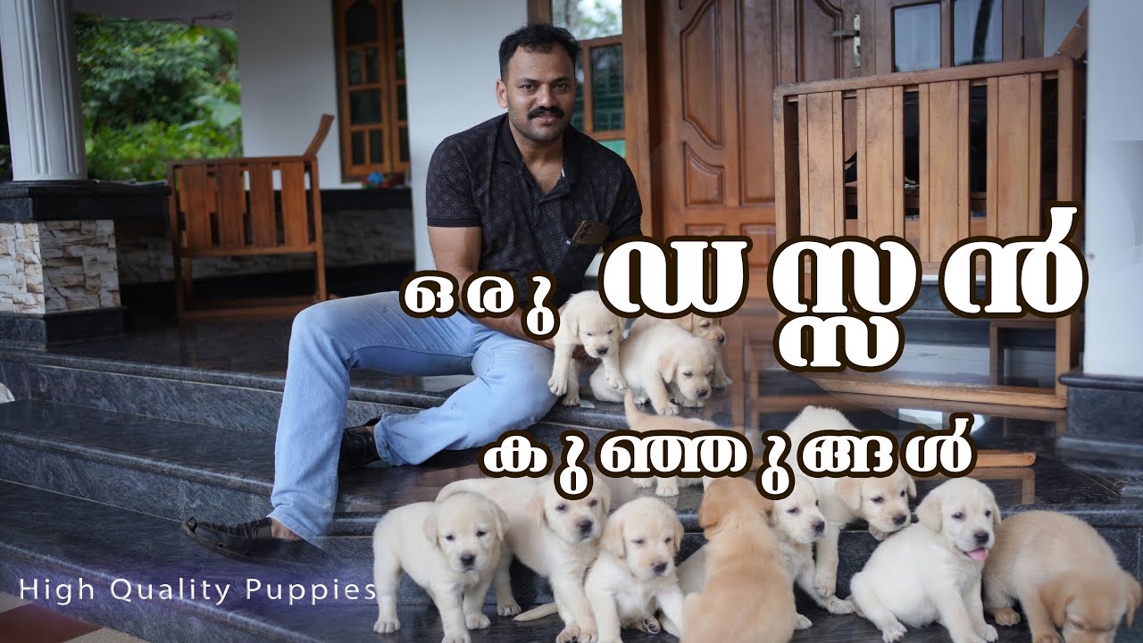 ഒരു ഡസ്സൻ ലാബ്രഡോർ കുഞ്ഞുങ്ങൾ