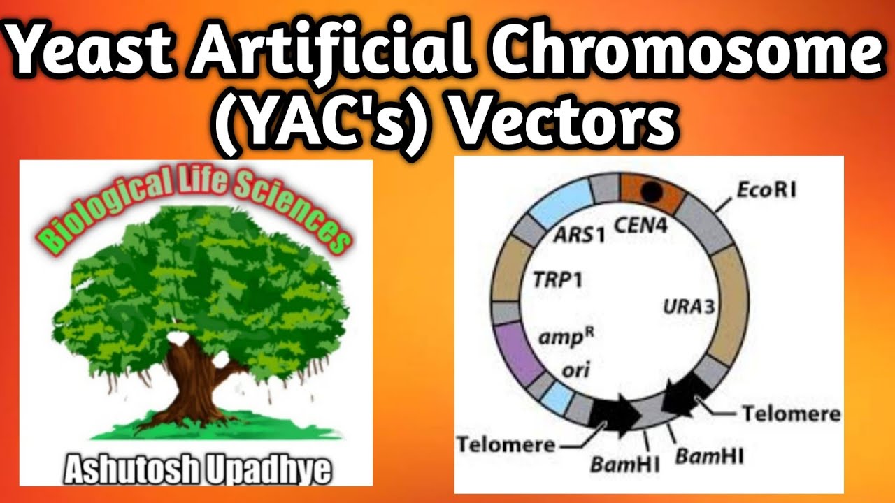 Yeast Artificial Chromosome Vectors (YAC's)