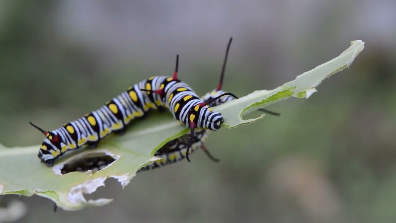 How A Caterpillar damage The plant ||@Nature_Lovera1||