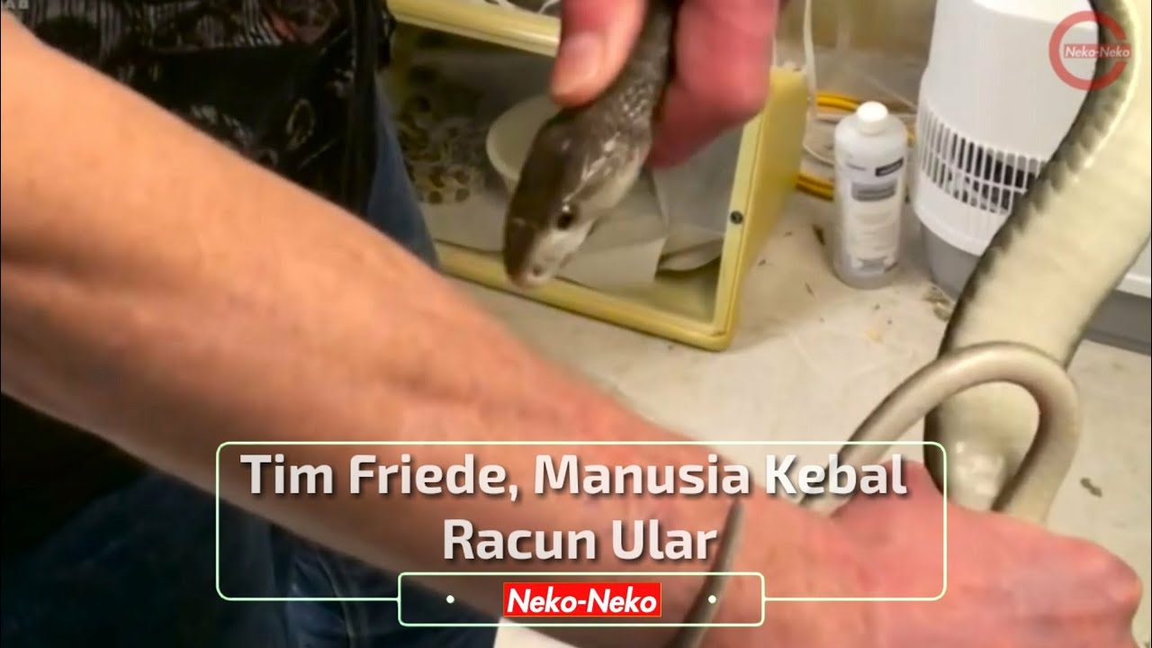 Demi Menciptakan Vaksin Kebal Racun Ular , Tim Friede Rela Ratusan Kali Digigit Ular Berbisa