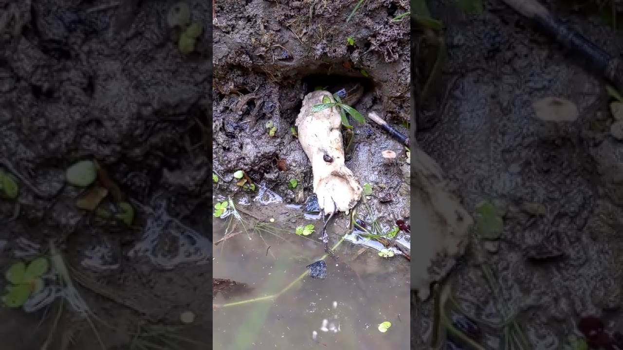 Underground fish come out. 