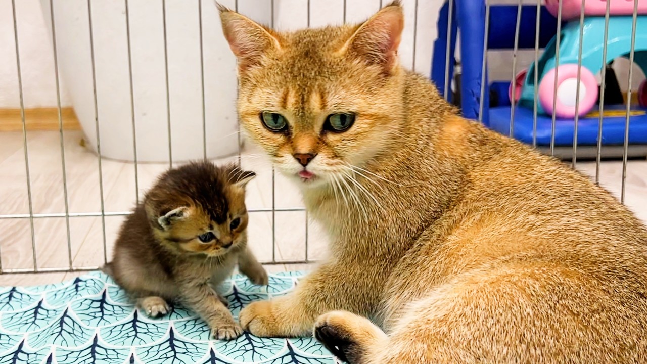 Котенок просит приемную маму кошку покормить его так грустно и мило. Субтитры!