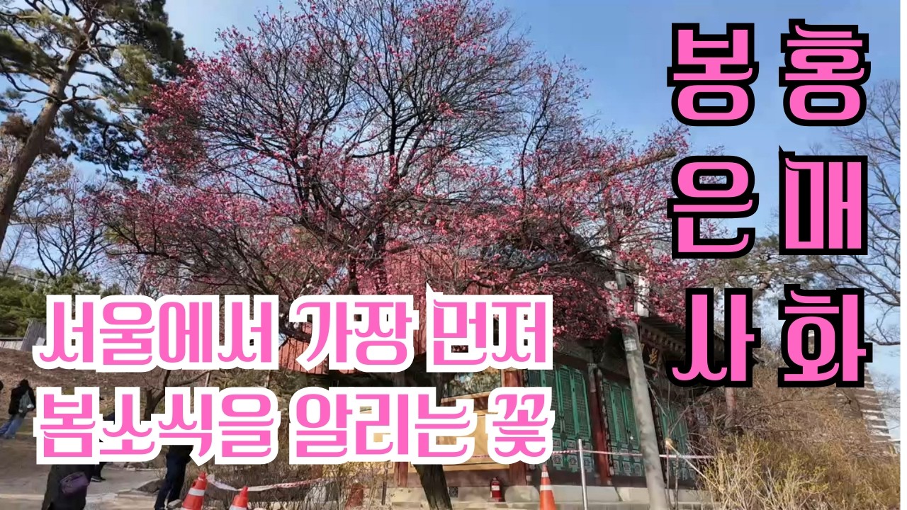 봉은사홍매화/서울에서 가장 봄소식을 알리는 꽃/도심속 고즈넉한 사찰기행/ 봄꽃KoreabeautifulPlaces/koreatravelvlog/Seoulbeautifulplaces