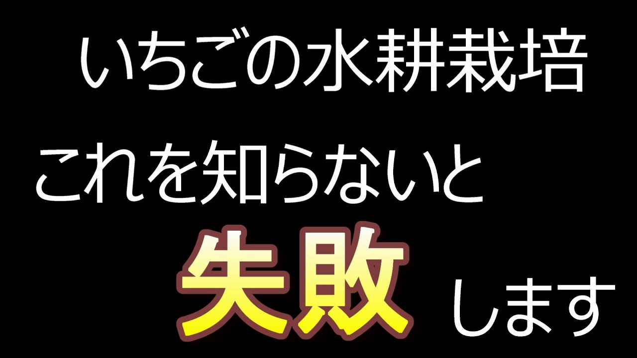 【いちごの水耕栽培】苗から始めるイチゴの水耕栽培！