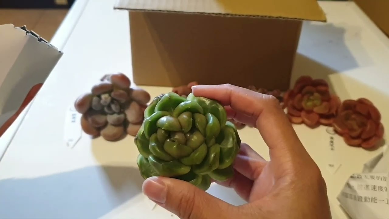 114／12／22荷萊預購多肉開箱