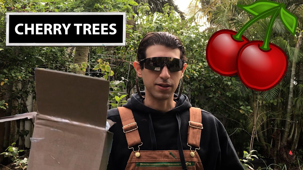 CHERRY TREES ARRIVED! Planting low-chill cherry trees, Royal Lee & Royal Crimson cherry trees.