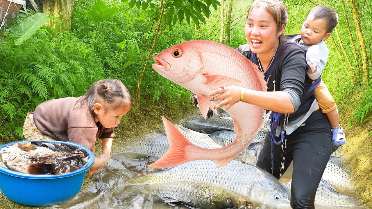 How to Harvest a Large School of Carp by Hand and Goes to Market Sell