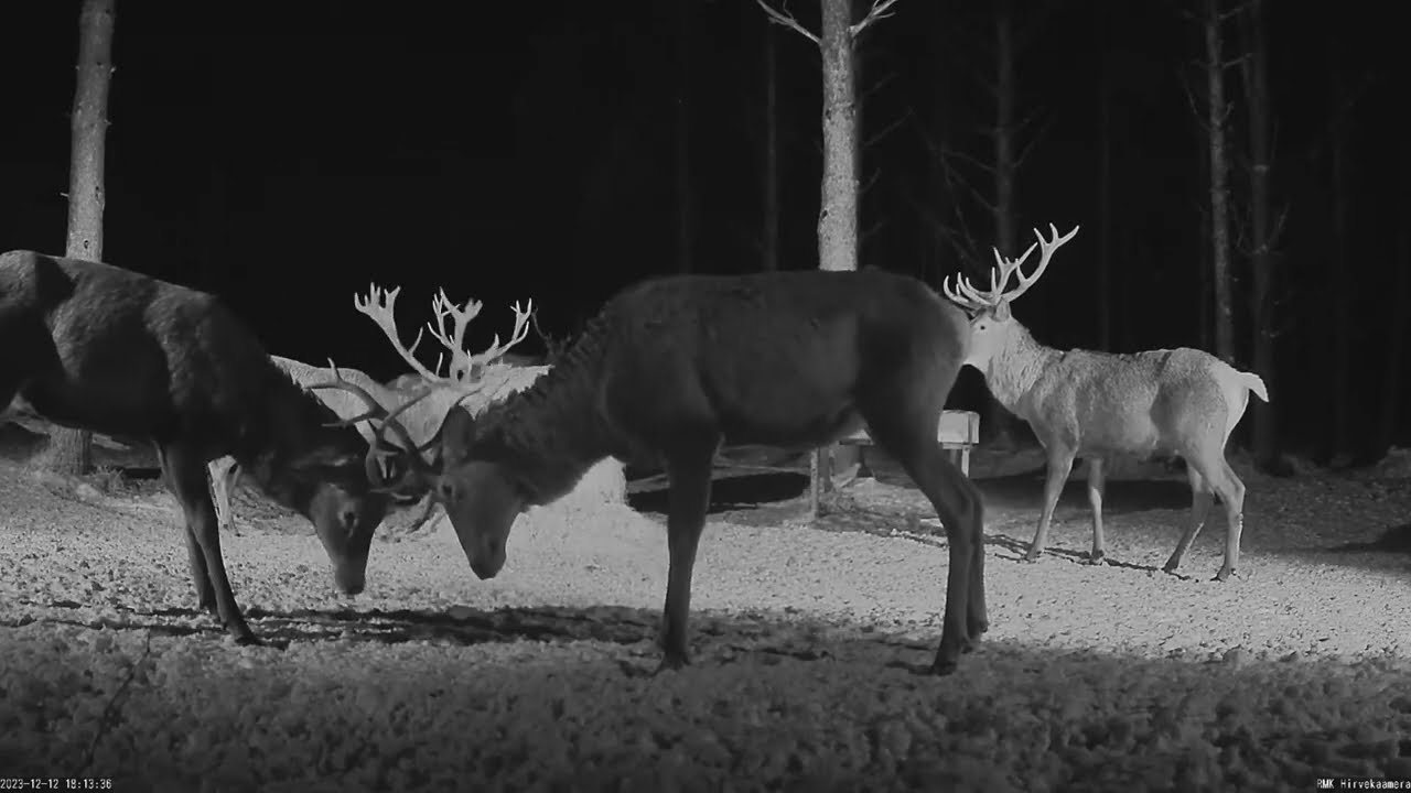 Hirvekaamera, December 2023, red deer