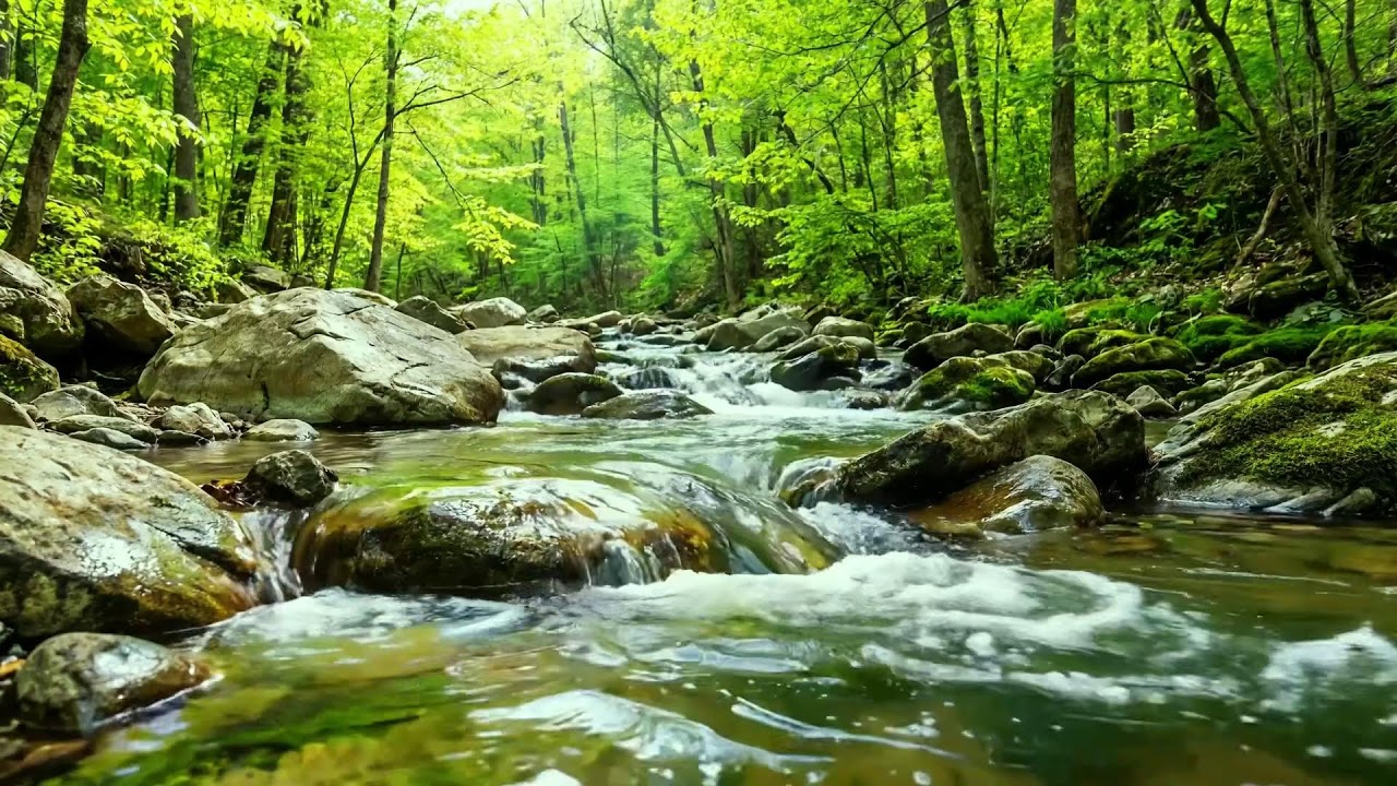 Nature Sounds in Beautiful Forest, Flowing Stream with Birds Singing, Calming White Noise ASMR