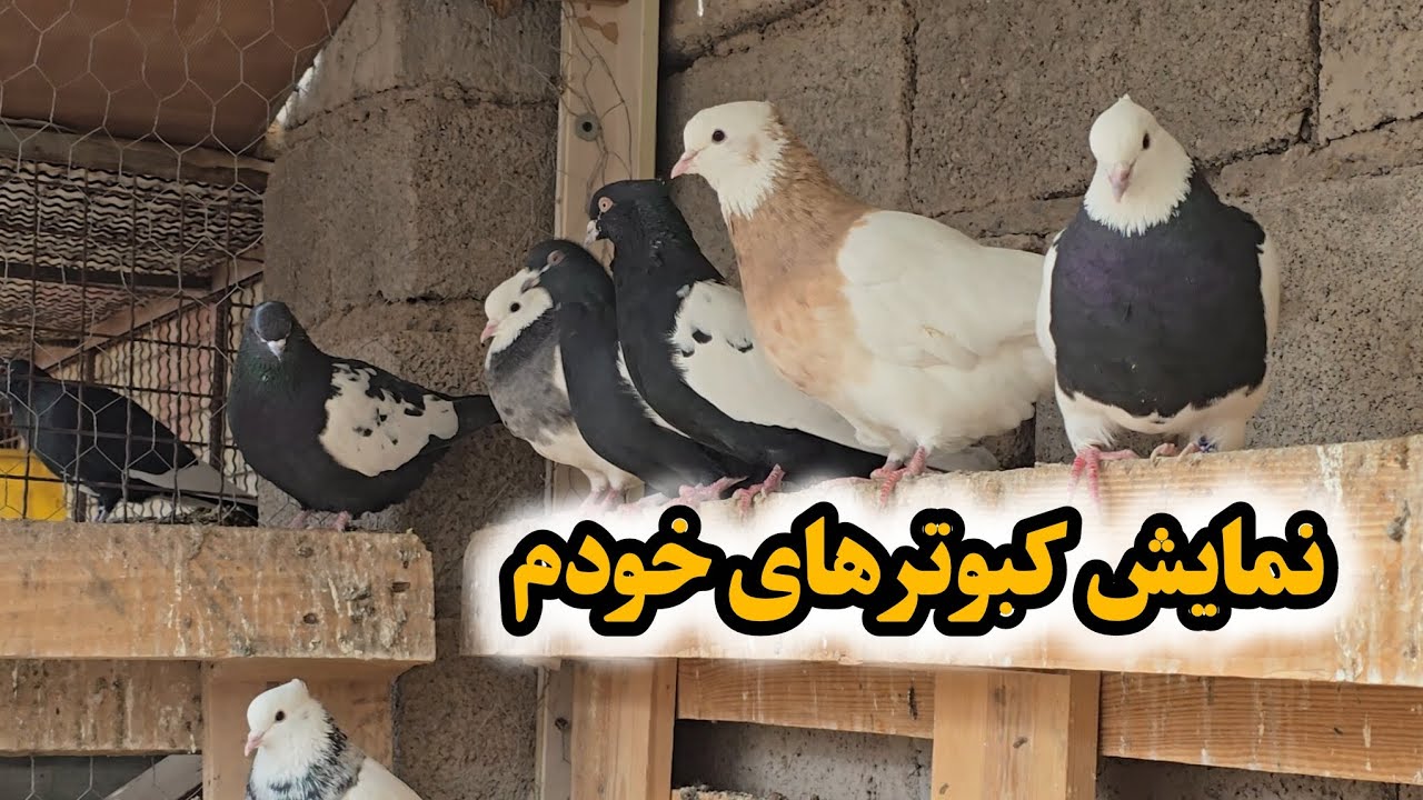 نمایش تمام کبوتر های خودم 🕊