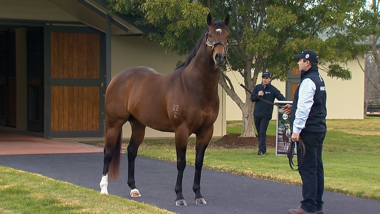 2018 Vinery Stallion Parade