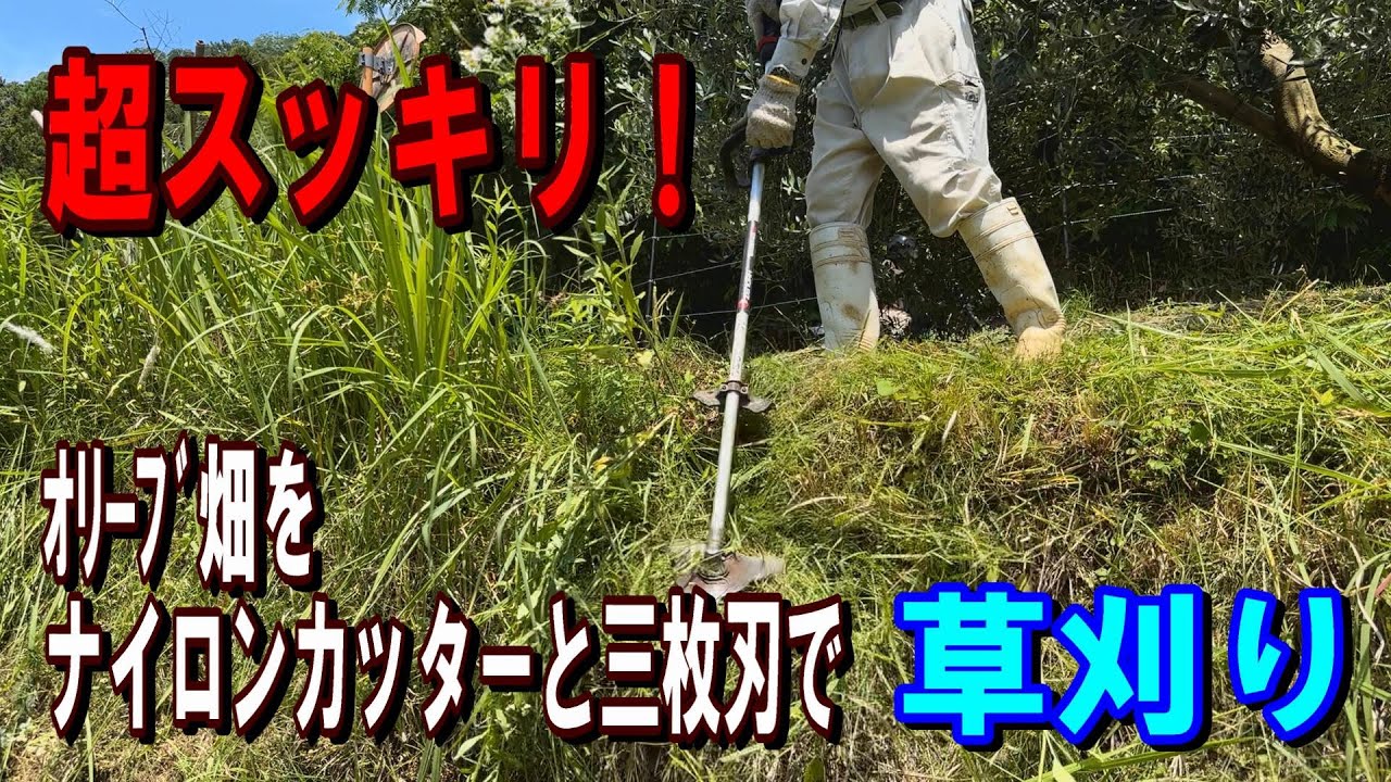 【草刈り】ナイロンカッターと三枚刃でオリーブ畑を草刈り