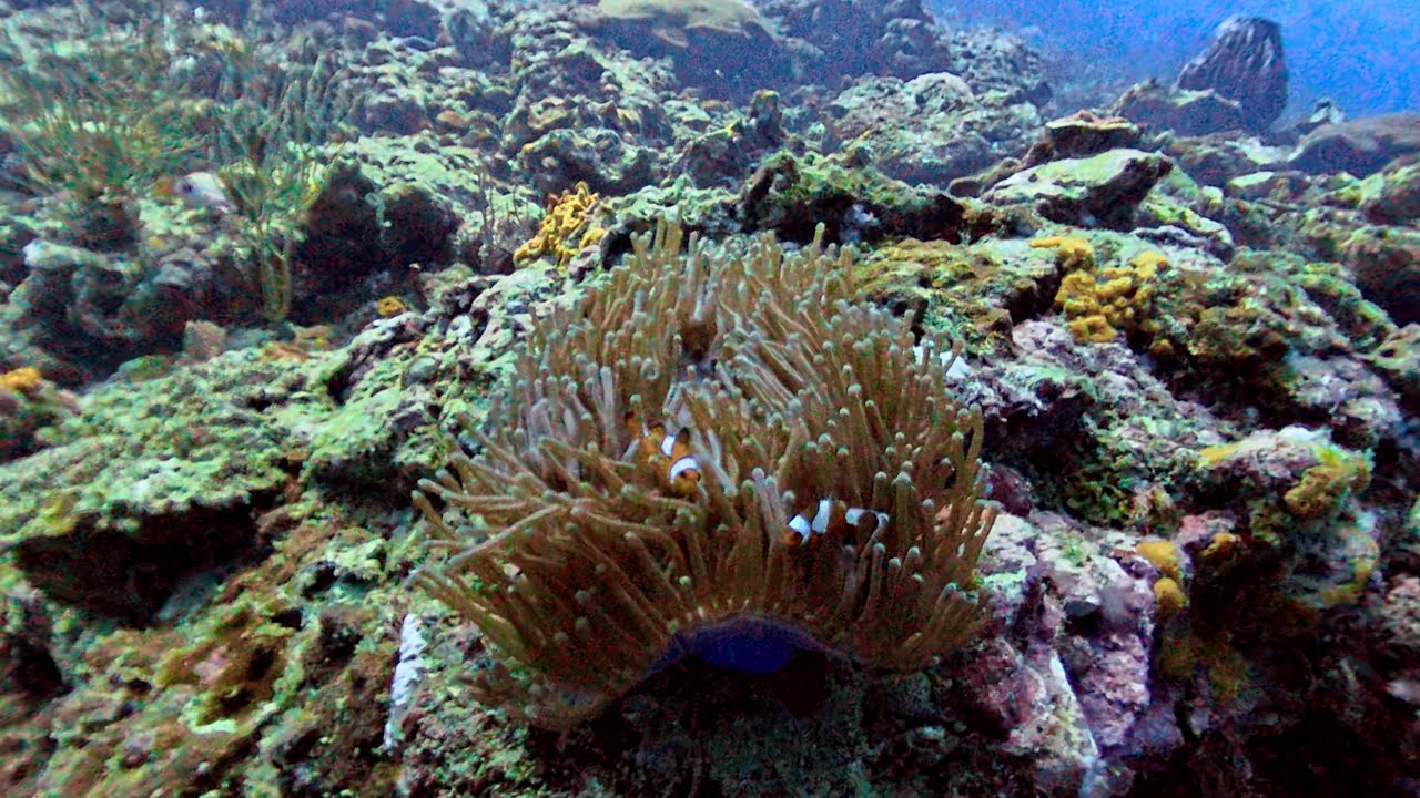 Dive Bida Nai | Phi Phi Islands, Thailand