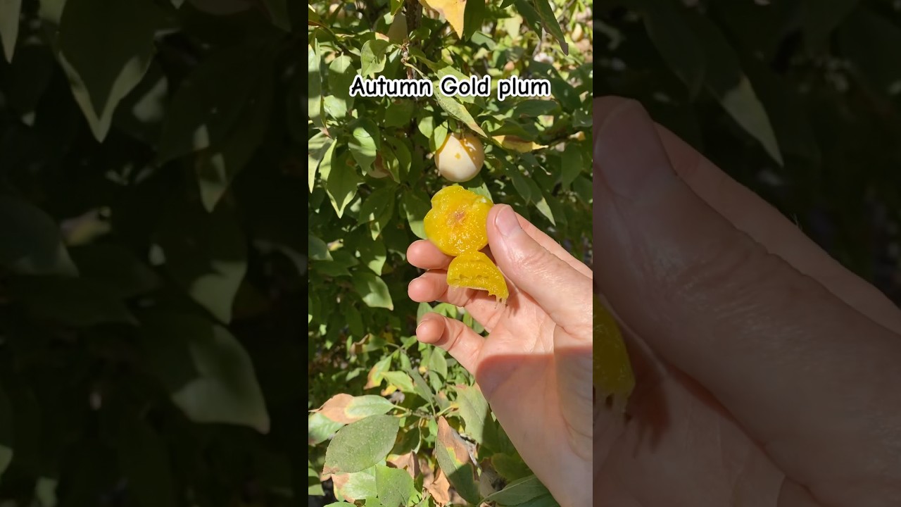 Autumn Gold Plum