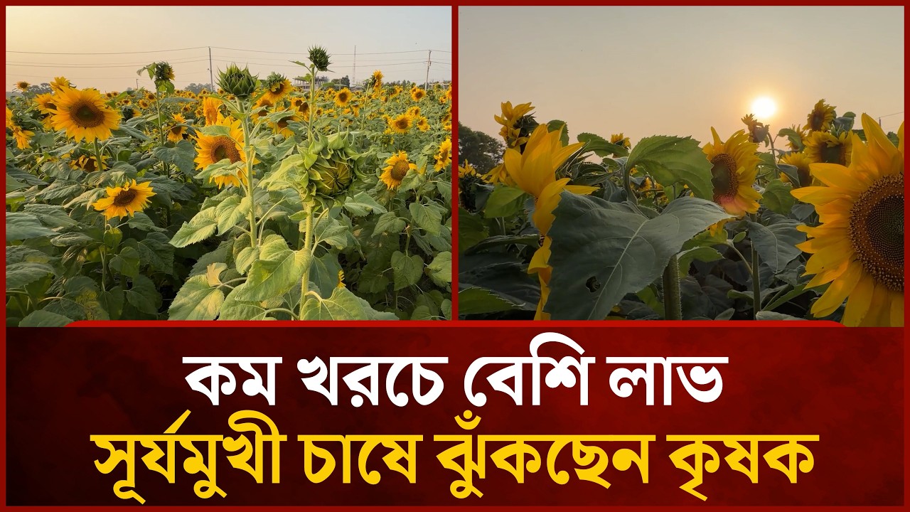 কম খরচে বেশি লাভ, সূর্যমুখী চাষে ঝুঁকছেন কৃষক | Mytv News