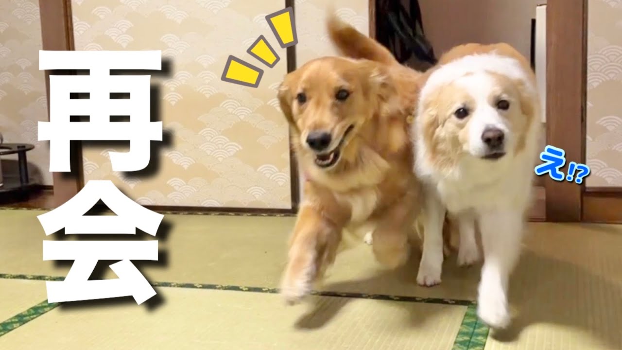 居るはずのないジィジが部屋の中にいると気づいた犬...【ボーダーコリー・ゴールデンレトリバー】