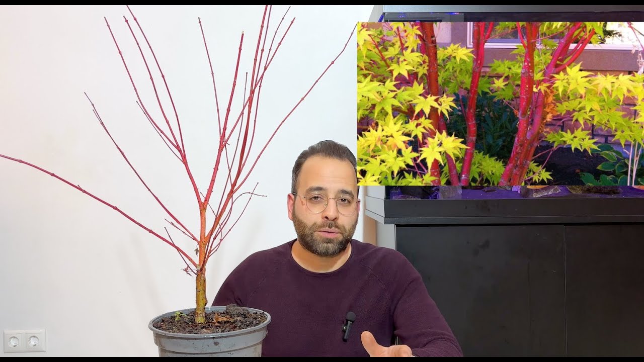 Air layering Coral bark Japanese maple