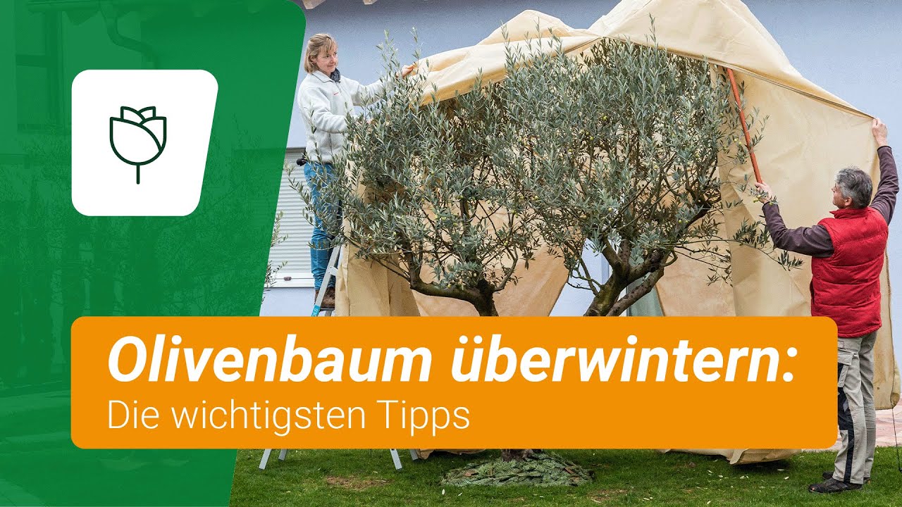 Olivenbaum winterfest machen: Diese Tipps MÜSST ihr kennen!