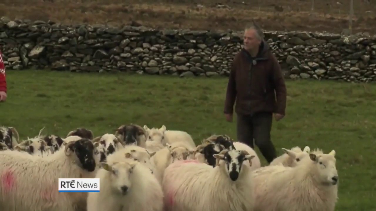 The amazing Irish accent and stolen sheeps