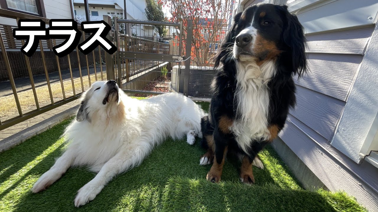 【ラム＆ピコ】「テラス」と呼びます