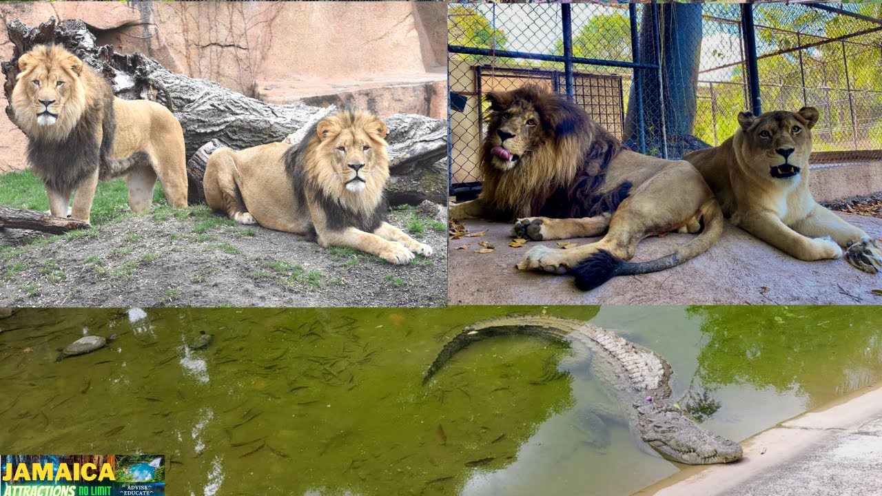 Hope Zoo Jamaica Full Tour