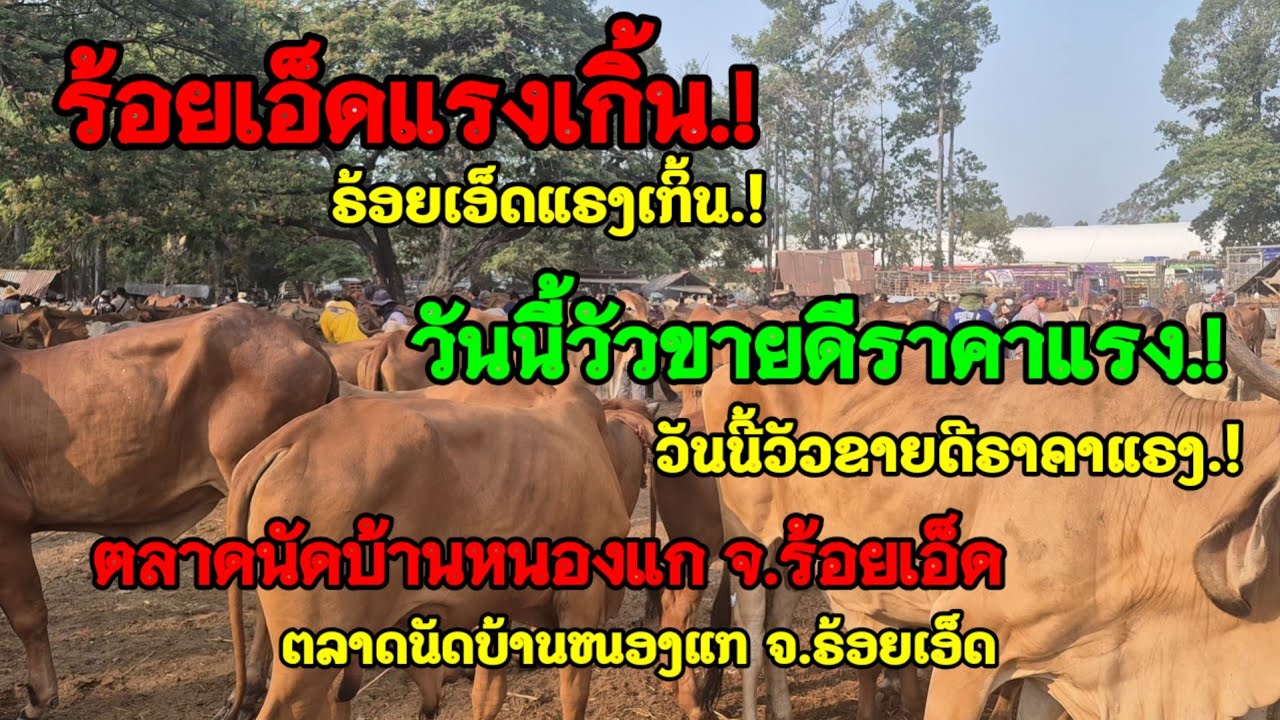 ราคาวัววันนี้เปิดราคาวัวล่าสุดวันนี้สำรวจราคาวัวตลาดนัด#เปิดราคาวัวงามน่าซื้อ#ซื้อขายวัวงามน่าเลี้ยง