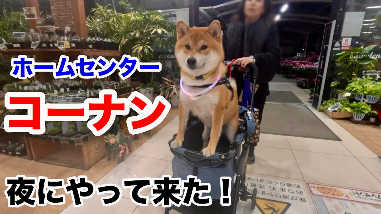 ホームセンターコーナン夜にやって来た！