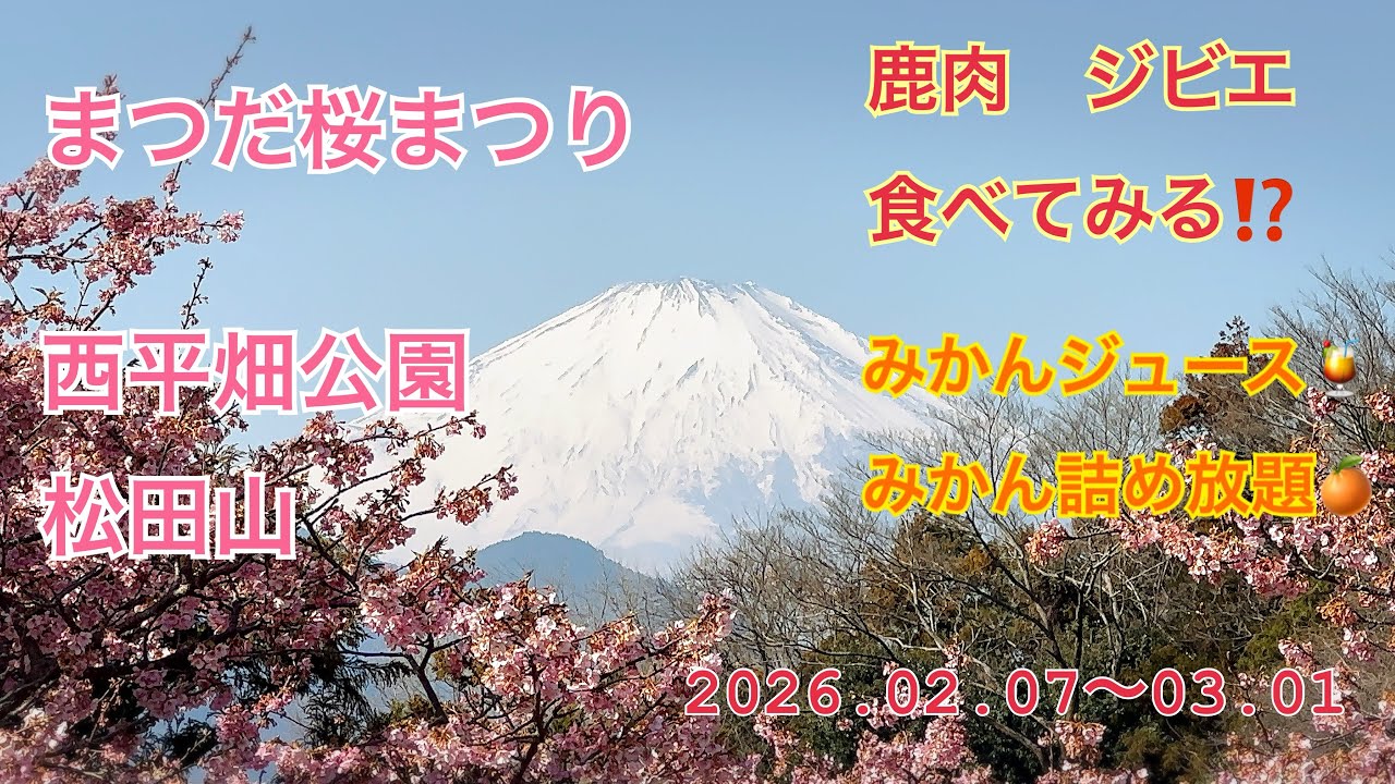 まつだ桜まつり☆河津桜か食べ物か⁈☆お祭りを楽しむ☆2026.02.15☆