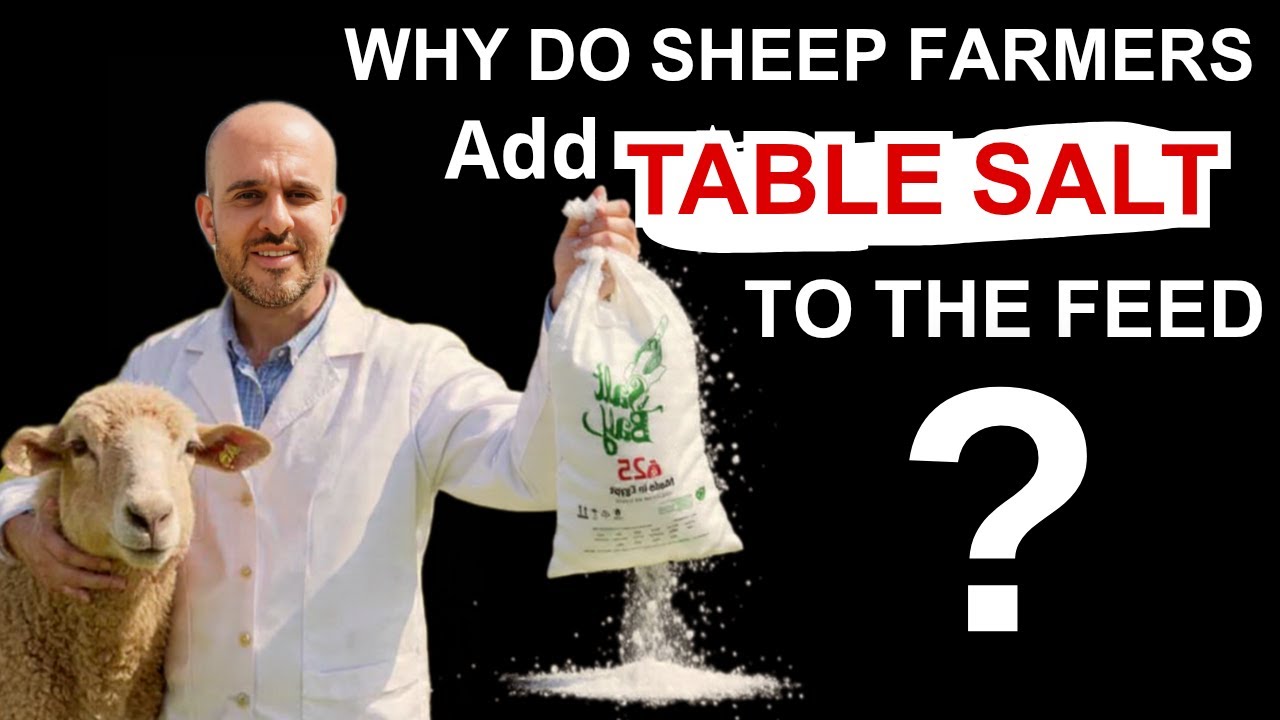 Why Do Sheep Farmers Add Salt to Feed? | Tips for Sheep Farms in Australia & New Zealand and usa
