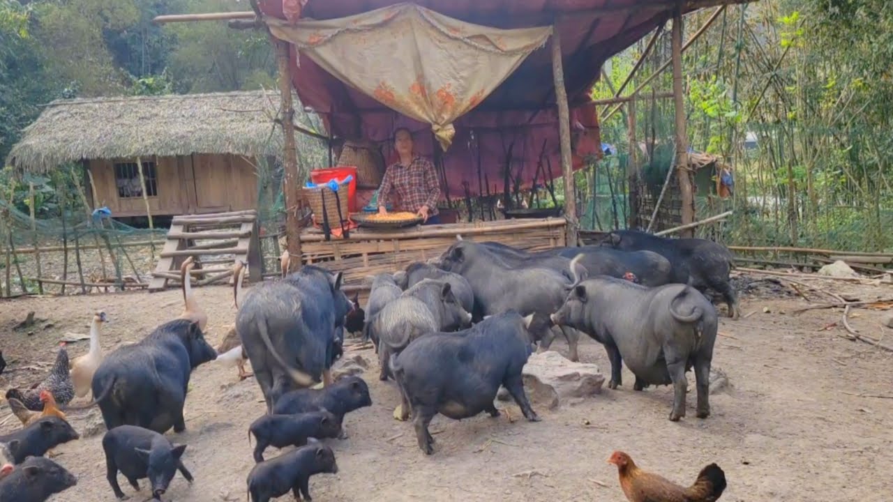 Raising hundreds of pigs and chickens, on two farms, living in the forest for many years