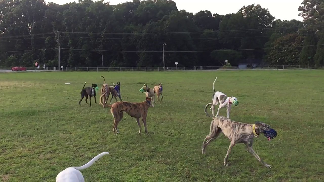 Why greyhounds wear muzzles (slow motion)