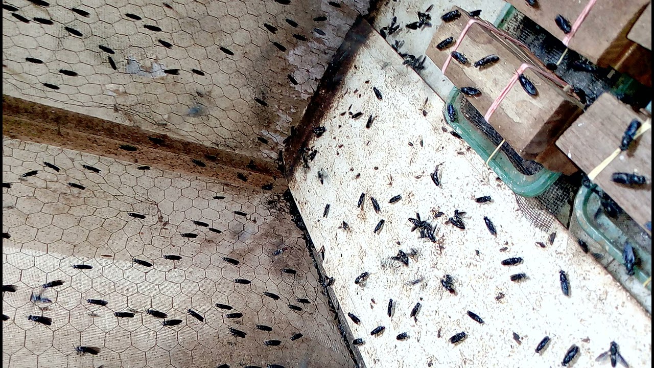 PROOF THAT THE ARTIFICIAL LIGHT INDUCE MATING INSTANTLY FOR BSF  FARMING IN NIGERIA, IBADAN.