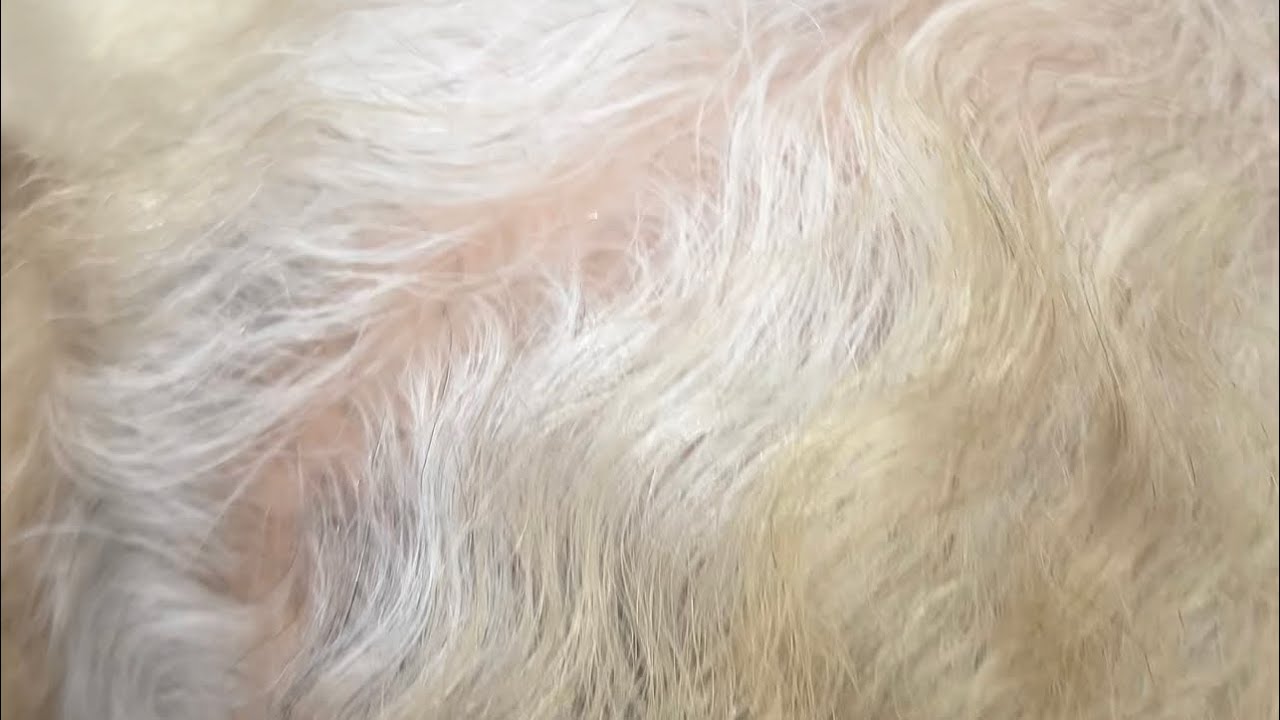 تغطيه الشيب وأشقر غزالي روعه 😍😍