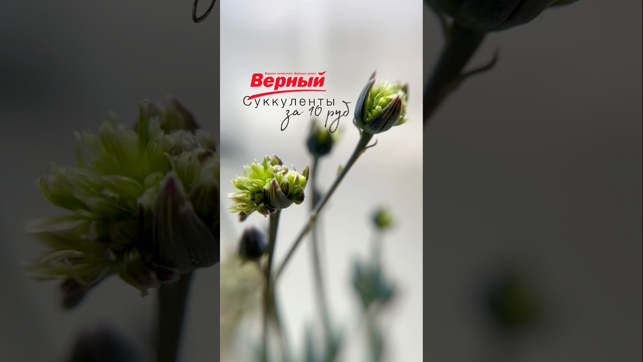 Купила суккуленты за 10 рублей в магазине &laquo;Верный&raquo;😁🪴 #комнатныерастения #суккуленты