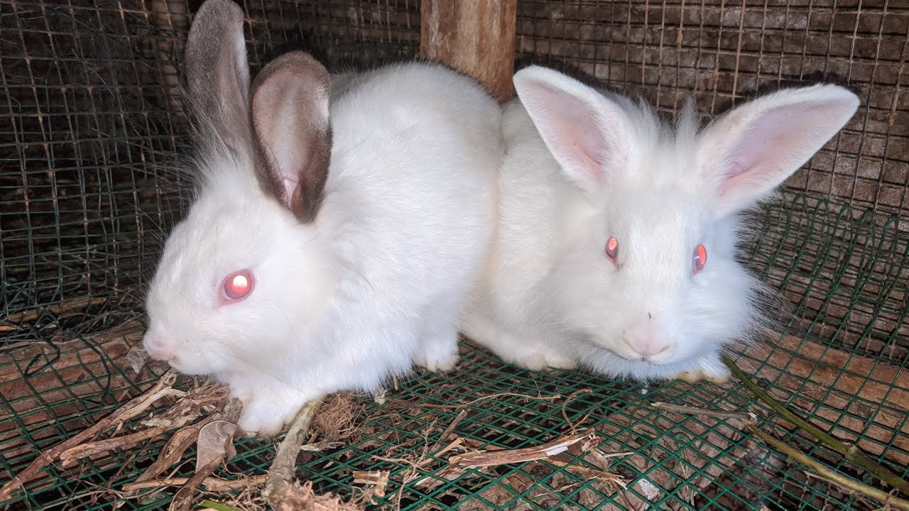 Uko wakora business y'ubworozi bw'inkwavu mu buryo buteye imbere(Ho to do Rabbits farm)