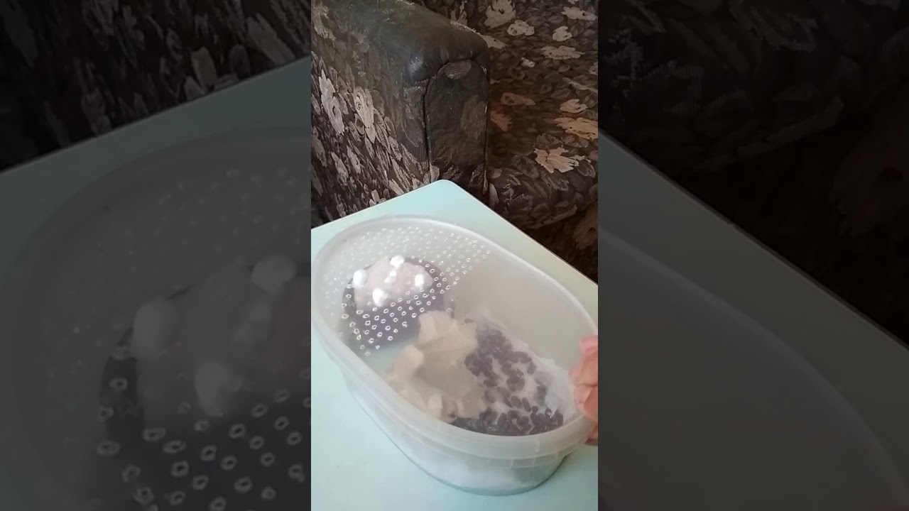 Инкубатор для оотек туркменского таракана