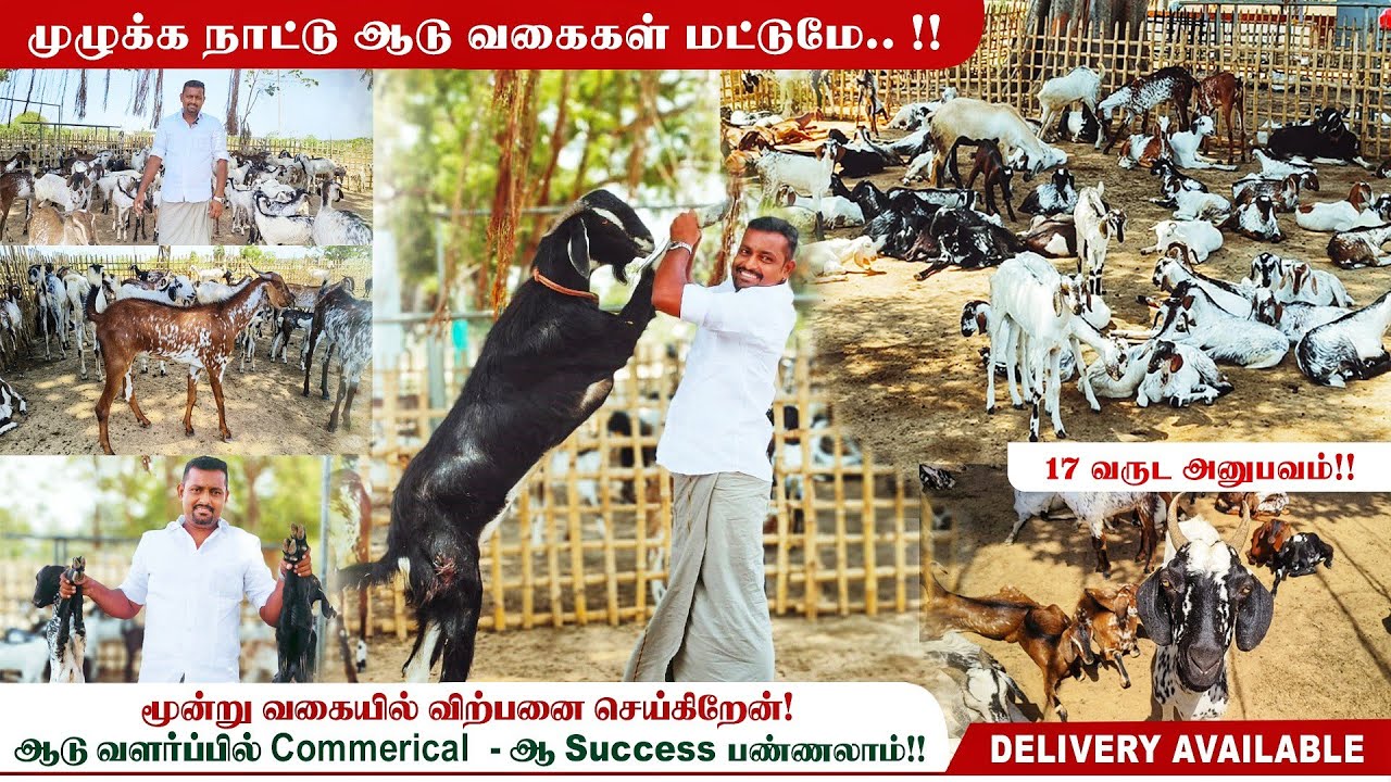 ஆடு வளர்ப்பு இதை செய்யுங்க| 💯% Success - தான்!! #goatfarming