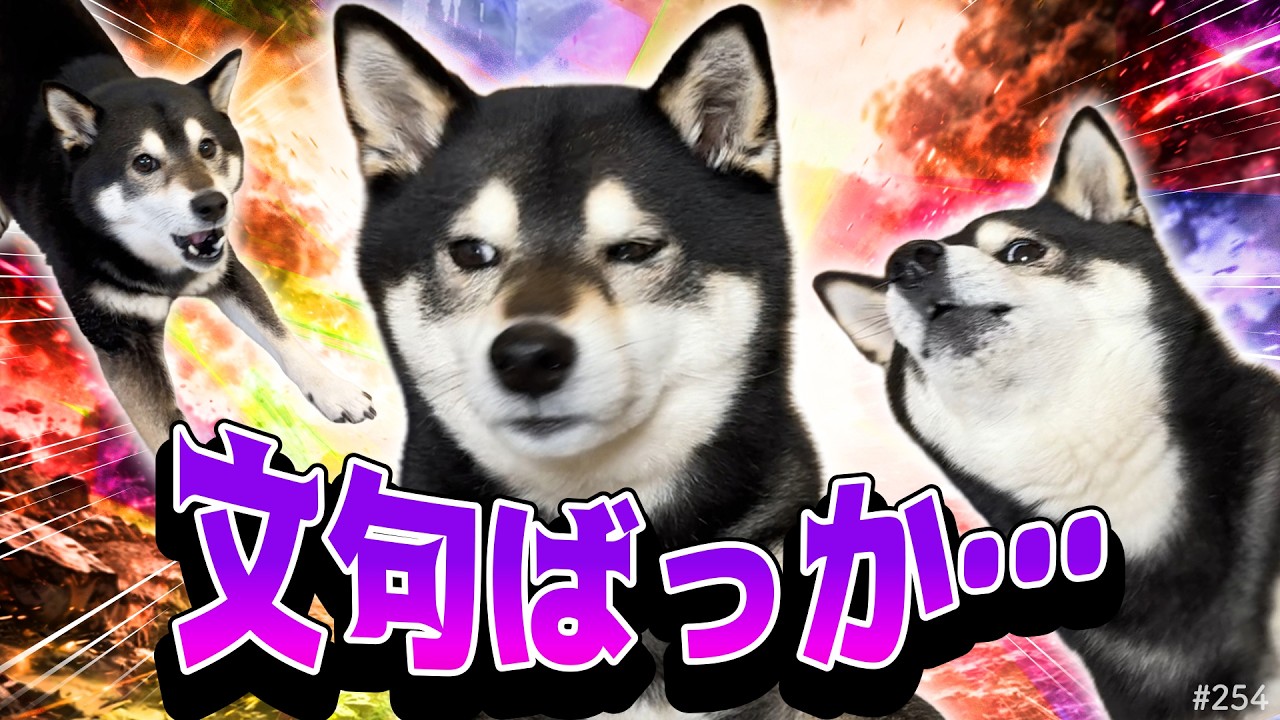 文句ばかり言う柴犬と暮らす毎日