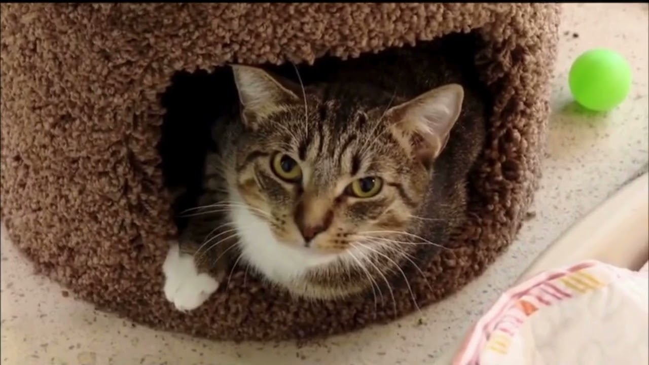 WSVN Channel 7: How Broward County’s Working Cat Initiative Is Saving Lives—And How You Can Help