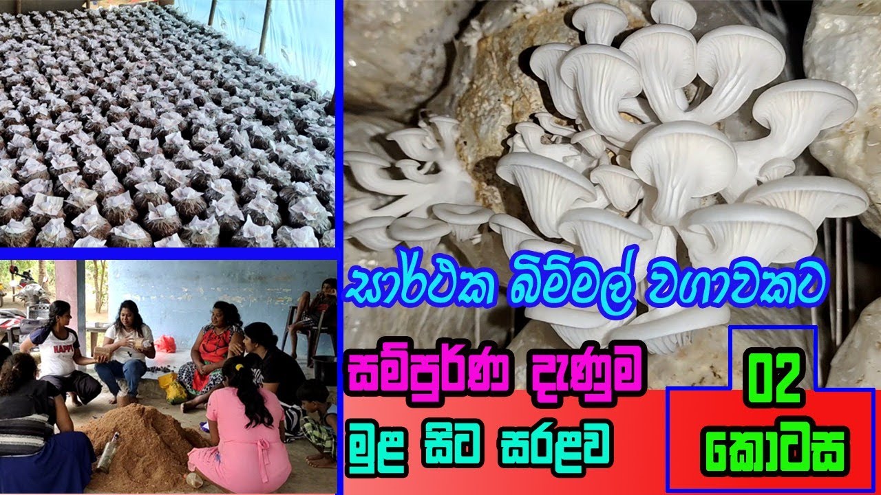 සාර්ථක බිම් මල් වගාවක් සඳහා | bimmal wagawa | Mushroom Cultivation A to Z | hathu wagawa part 02
