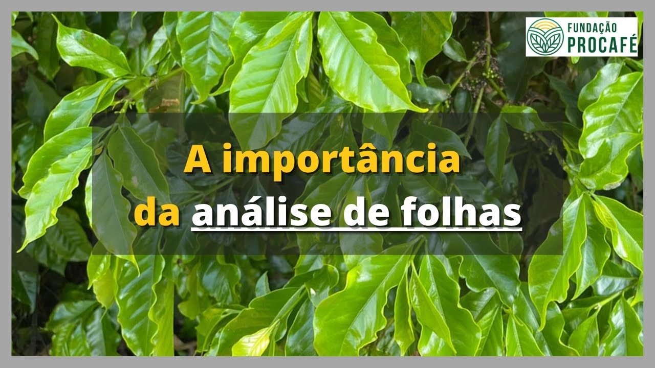 Podcast #72 - A importância da análise de folhas