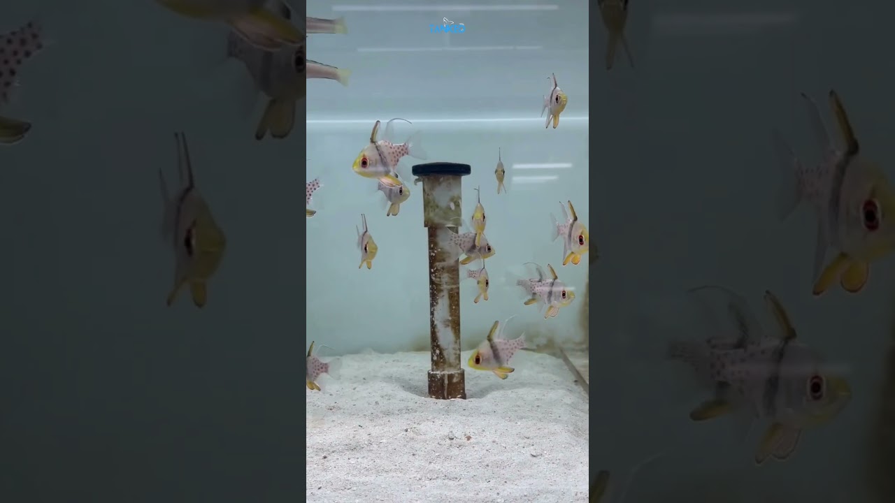Пижамная кардиналовая рыбка 🐟✨ | TANKED IND | @tanked_ind