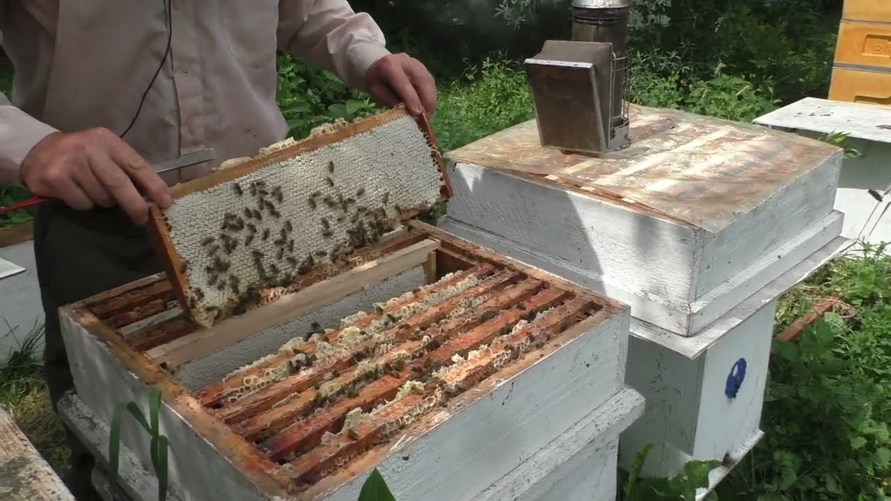 ПЧЁЛЫ СЛАБО ЛЕТАЮТ в чем  причина
