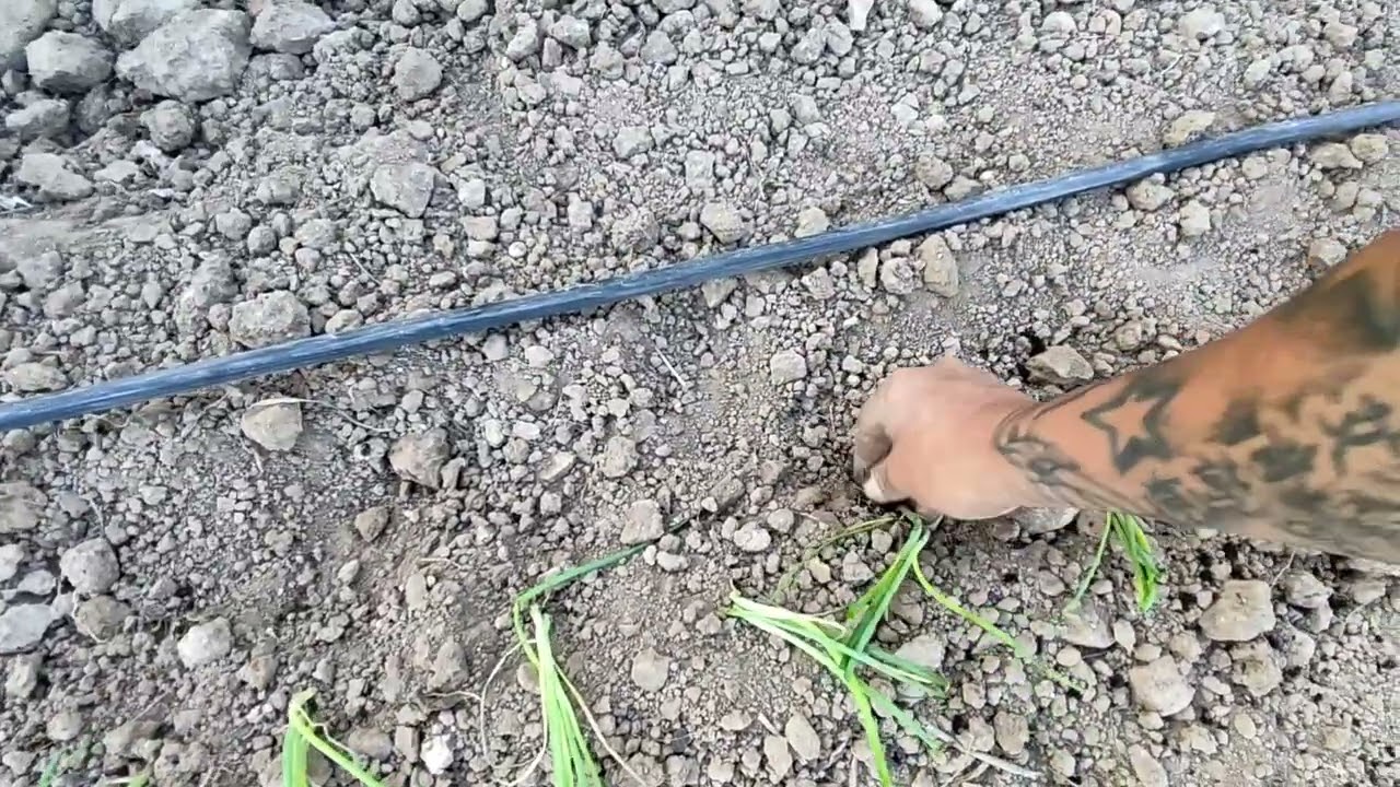 Así plantamos nosotros cebollino para cebolla tierna.
