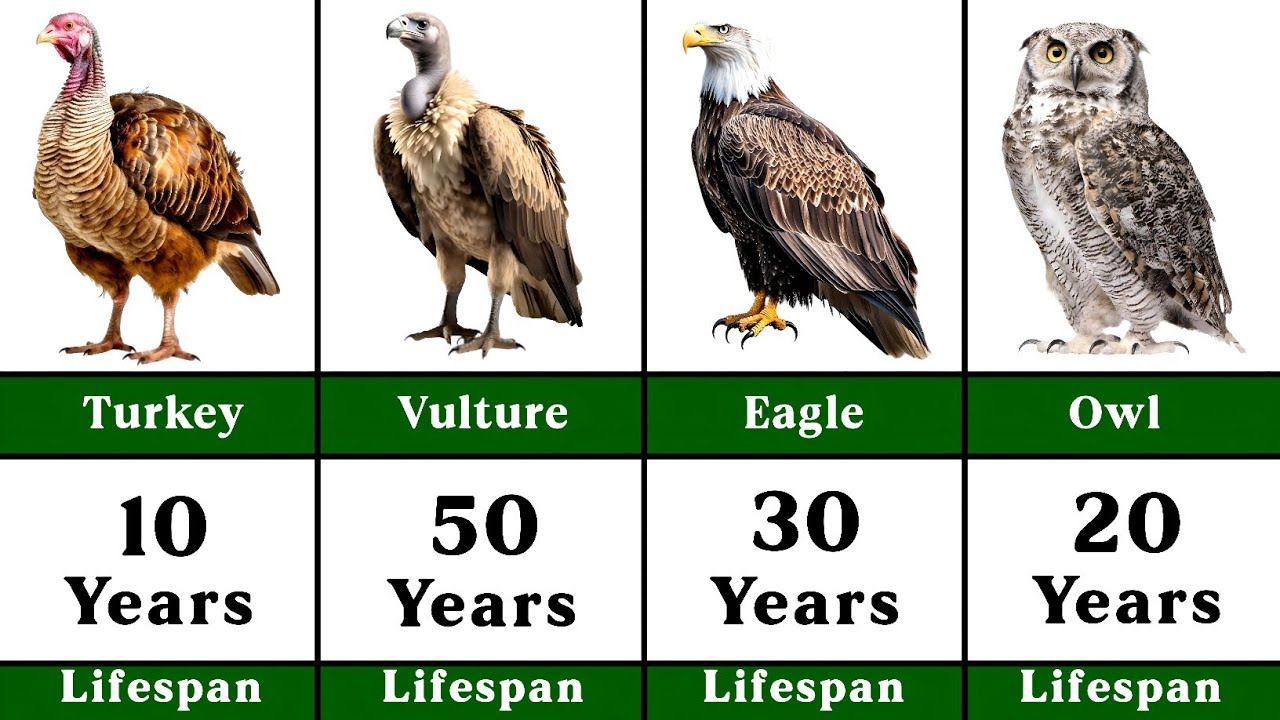 Comparison: Lifespan of Different Birds