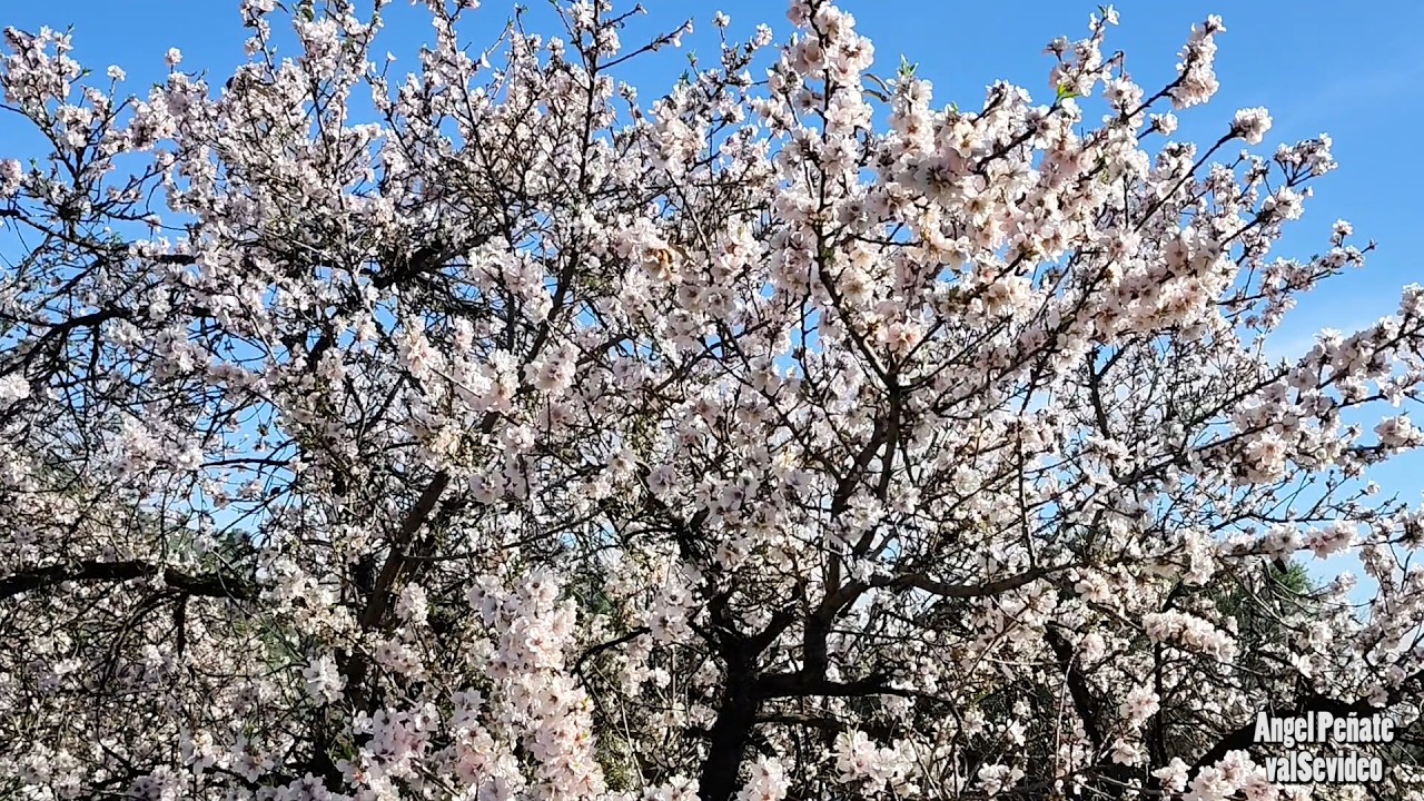 Flor del Almendro en Las Vegas 2026.